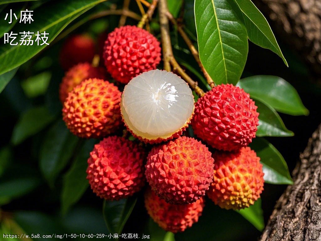 小麻吃荔枝搞笑图片