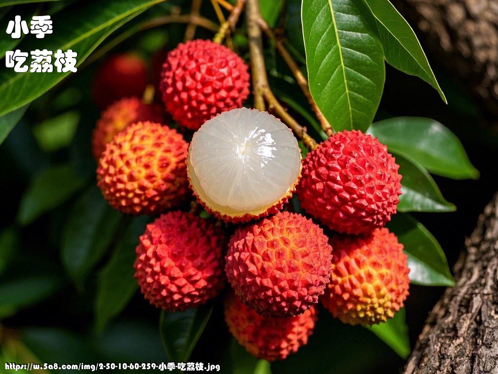 小季吃荔枝搞笑图片