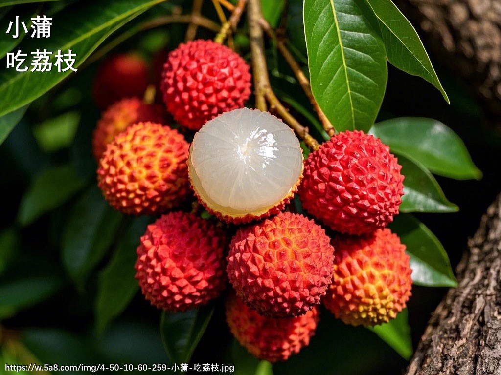 小蒲吃荔枝搞笑图片