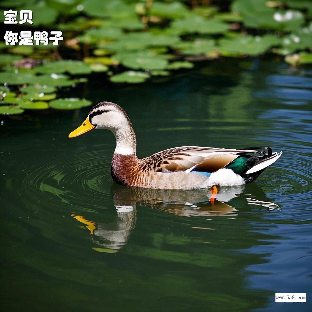 你是鸭子宝贝搞笑图片